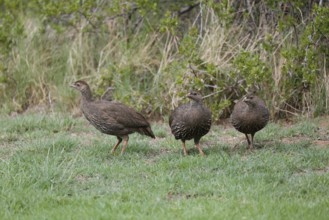 Cape Francolin (Pternistis capensis), adult, group, running, foraging, Karoo Desert Botanic Garden,