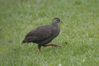 Cape Francolin (Pternistis capensis), adult, running, foraging, Karoo Desert Botanic Garden,