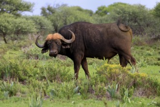 Cape buffalo (Syncerus caffer), adult, foraging, Mokala National Park, Northern Cape, South Africa