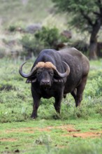 Cape buffalo (Syncerus caffer), adult, foraging, Mokala National Park, Northern Cape, South Africa