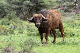 Cape buffalo (Syncerus caffer), adult, feeding, Mokala National Park, Northern Cape, South Africa