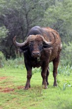 Cape buffalo (Syncerus caffer), adult, feeding, Mokala National Park, Northern Cape, South Africa