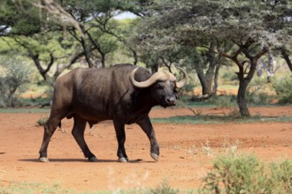 Cape buffalo (Syncerus caffer), adult, foraging, running, Mokala National Park, Northern Cape,