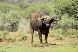 Cape buffalo (Syncerus caffer), adult, feeding, Mokala National Park, Northern Cape, South Africa