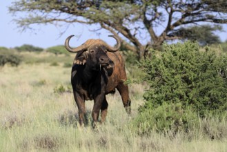 Cape buffalo (Syncerus caffer), adult, foraging, feeding, Mokala National Park, Northern Cape,