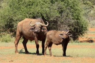 Cape buffalo (Syncerus caffer), adult, female, mother, young animal, foraging, Mokala National