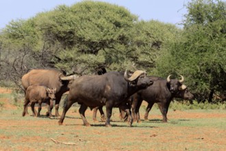 Cape buffalo (Syncerus caffer), adult, juvenile, foraging, group, Mokala National Park, Northern