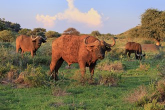 Cape buffalo (Syncerus caffer), adult, foraging, group, Mokala National Park, Northern Cape, South