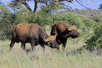 Cape buffalo (Syncerus caffer), adult, social behaviour, two buffalo, Mokala National Park,