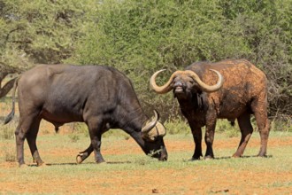 Cape buffalo (Syncerus caffer), adult, foraging, two buffalo, Mokala National Park, Northern Cape,