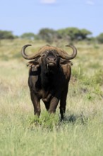 Cape buffalo (Syncerus caffer), adult, foraging, feeding, Mokala National Park, Northern Cape,