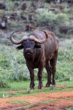 Cape buffalo (Syncerus caffer), adult, foraging, Mokala National Park, Northern Cape, South Africa