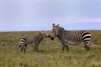 Cape Mountain Zebra (Equus zebra), adult, female, mother, juvenile, social behaviour, Mountain