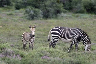 Cape Mountain Zebra (Equus zebra), adult, female, mother, juvenile, alert, feeding, Mountain Zebra