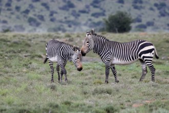 Cape Mountain Zebra (Equus zebra), adult, two, social behaviour, Mountain Zebra National Park,