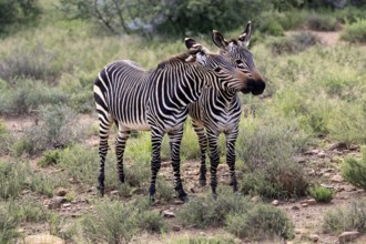 Cape Mountain Zebra (Equus zebra), half-grown juveniles, two, vigilant, social behaviour, Mountain