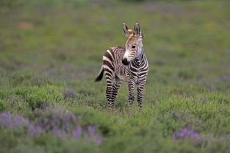 Cape Mountain Zebra (Equus zebra), young animal, alert, Mountain Zebra National Park, Eastern Cape,