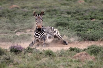 Cape Mountain Zebra (Equus zebra), adult, sand bath, Mountain Zebra National Park, Eastern Cape,