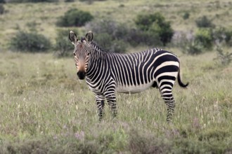 Cape Mountain Zebra (Equus zebra), adult, alert, Mountain Zebra National Park, Eastern Cape, South