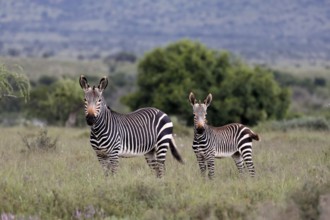 Cape Mountain Zebra (Equus zebra), adult, female, mother, young, alert, Mountain Zebra National