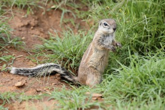 Cape bristle-necked squirrel (Xerus inauris), adult, alert, standing upright, foraging, Mountain