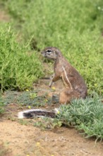 Cape bristle-necked squirrel (Xerus inauris), adult, alert, standing upright, foraging, Mountain