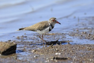 Little Ringed Plover (Charadrius tricollarius), adult, in the water, in the mud, foraging, Mountain