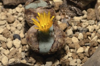 Conophytum flavum, living stones, blooming, flowers, Stellenbosch Botanical Garden, Western Cape,