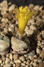 Conophytum flavum, living stones, blooming, flowers, Stellenbosch Botanical Garden, Western Cape,