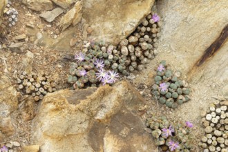Conophytum obscurum, living stones, blooming, flowers, Stellenbosch Botanic Garden, Western Cape,