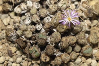 Conophytum, Living Stones, blooming, blossoms, Stellenbosch Botanic Garden, Western Cape, South