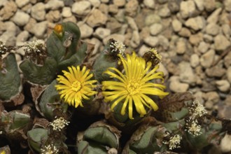 Conophytum, Living Stones, blooming, blossoms, Stellenbosch Botanic Garden, Western Cape, South