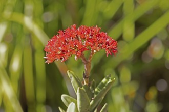 Crassula perforata, jade plant, blooming, Kirstenbosch Botanic Garden, Cape Town, South Africa