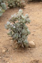 Crassula arborescens, succulent plant species, thick-leaf family, Karoo Desert Botanic Garden,