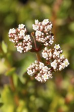 Crassula rubricaulis, jade plant, blooming, Kirstenbosch Botanic Garden, Cape Town, South Africa