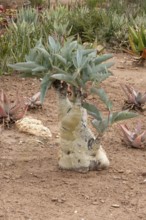 Cyphostemma juttae, wild grape, tree grape, leafy, plant, succulent, Karoo Desert Botanic Garden,