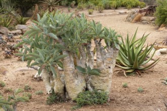 Cyphostemma juttae, wild grape, tree grape, leafy, plant, succulent, Karoo Desert Botanic Garden,