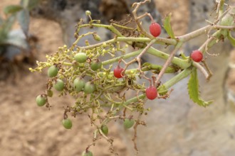 Cyphostemma juttae, wild grape, tree grape, fruit, plant, succulent, Karoo Desert Botanic Garden,
