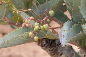 Cyphostemma juttae, wild grape, tree grape, leafy, fruit, plant, succulent, Karoo Desert Botanic