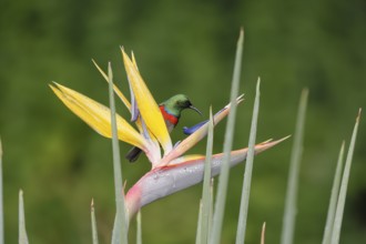 Double-banded Sunbird (Cinnyris afer), adult, on flower, foraging, Strelitzia, Kirstenbosch Botanic