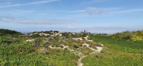 Hiking on the fishing trail, Rota Vicentina Green vegetation and sandy dunes under a blue sky with