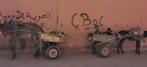Two donkeys (asinus) with carts in which a person is resting stand in front of a wall decorated