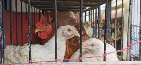 Various chickens (gallus gallus domesticus) crowded together in a cage on display at a market, Sidi