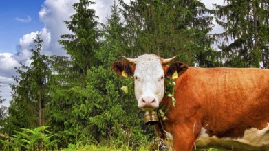Cow (bos Taurus) on a green pasture in front of a forest background, Zugspitz region, Alps, Germany