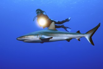 Underwater photo Diver swimming next to illuminated with underwater lamp large Grey reef shark