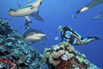 Underwater photo Diver being surrounded by large reef sharks (Carcharhinus) while scuba diving,