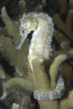 Underwater photo Tiger-tailed seahorse (Hippocampus comes) Pacific Ocean, Philippine Sea, Puerto