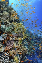 Underwater photo fish-rich colourful vibrant coral reef of stony corals (Scleractinia) hard corals
