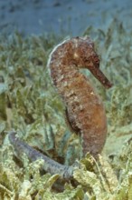 Underwater photo close-up of large seahorse (Hippocampus kelloggi) clinging to short broad-leaved