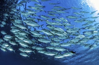 Underwater photo Shoal of bigeye mackerel (Caranx sexfasciatus) forming gyre swimming in blue sea